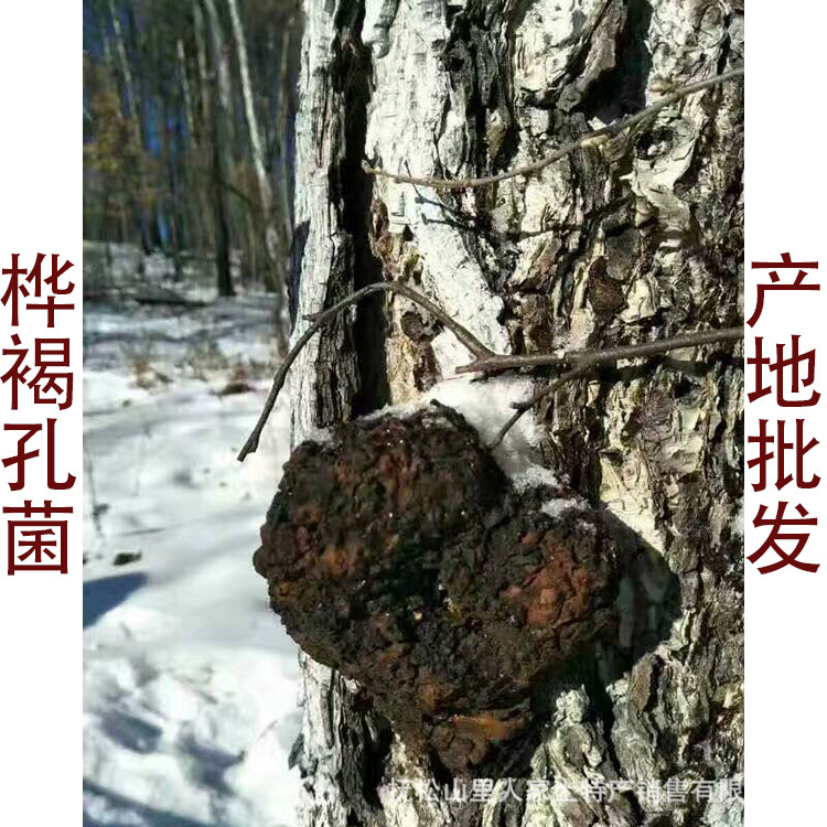 东北特产 桦树黄 桦树泪 桦褐孔菌 桦树茸 黑晶产地批发一件代发