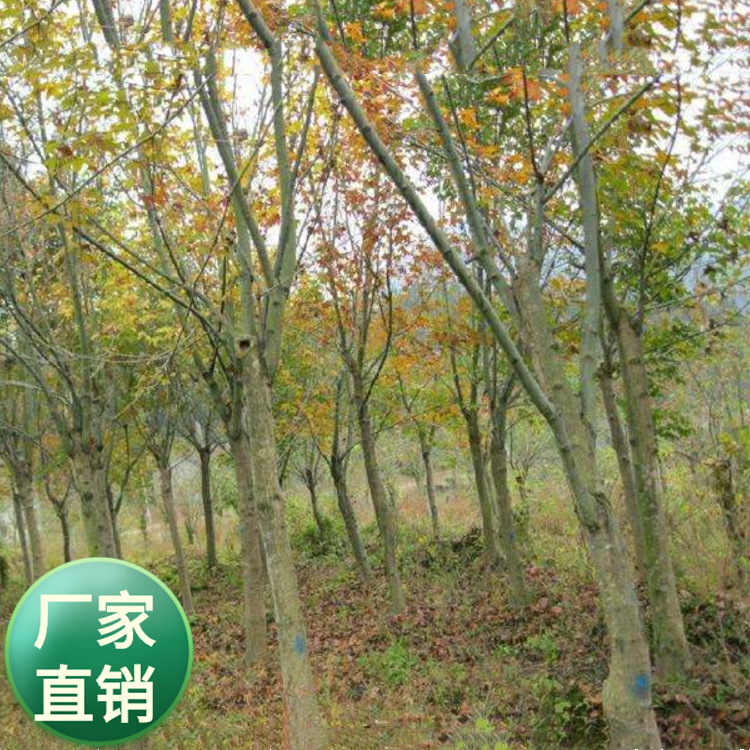 批发青枫种子 青枫是鸡爪槭变种 青枫是落叶小乔木  槭树科，槭属