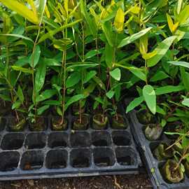 桉树速生桉k3新品种靓苗三年可砍-轻基质苗