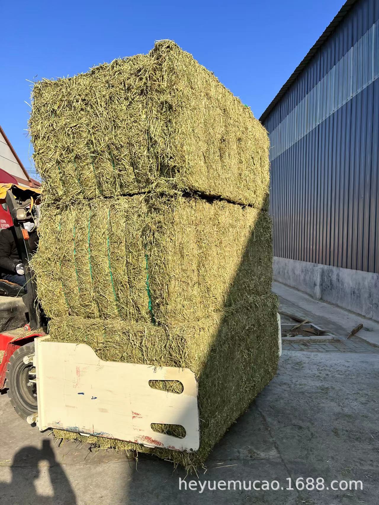 2022南非特优级苜蓿草奶牛级蛋白高 牛羊马草料动物园宠物用牧草