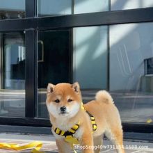 批发纯种豆柴幼犬活体狗狗标柴宠物犬宠物狗秋田犬小狗伴侣犬小型