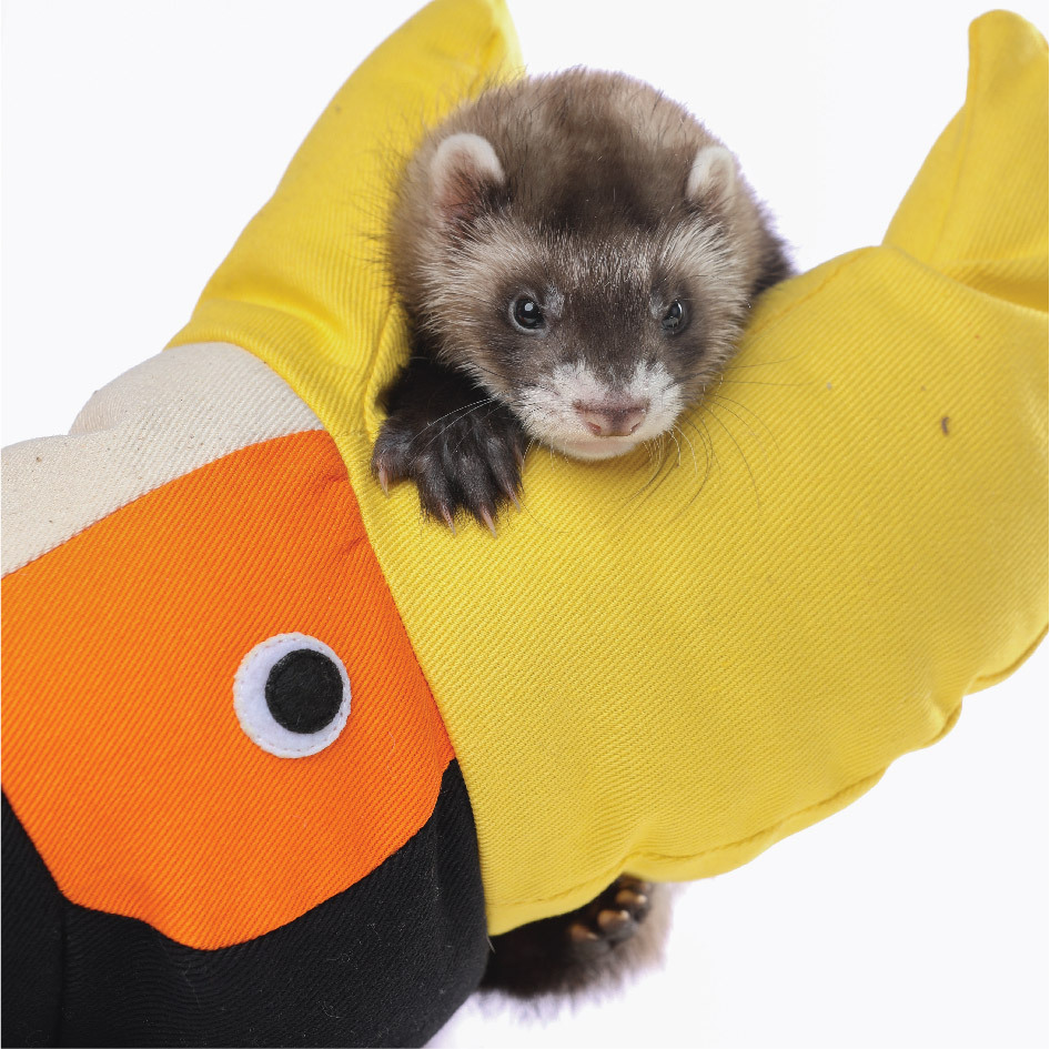 【官方正品】安哥鲁宠物雪貂玩具卡通巨嘴鸟手套逗貂猫狗训练手套