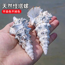 天然海螺贝壳 怪塔螺 欧洲守蟹螺 鱼缸水族造景装饰 地台橱窗设计