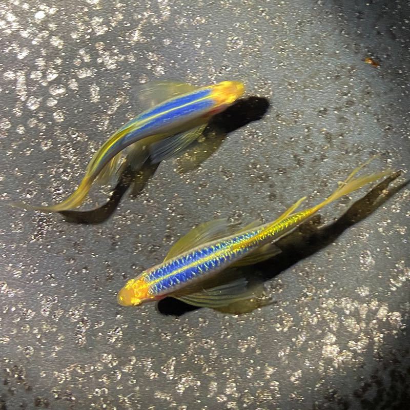 稀有荧光蝶翼长尾翡翠绿斑马鱼灯种小型热带观赏鱼苗冷水淡水宠物