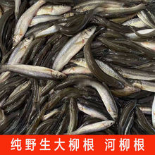 东北特产纯野生河柳根淡水鱼冷水鱼江柳根500克鲜活速冻真空包装