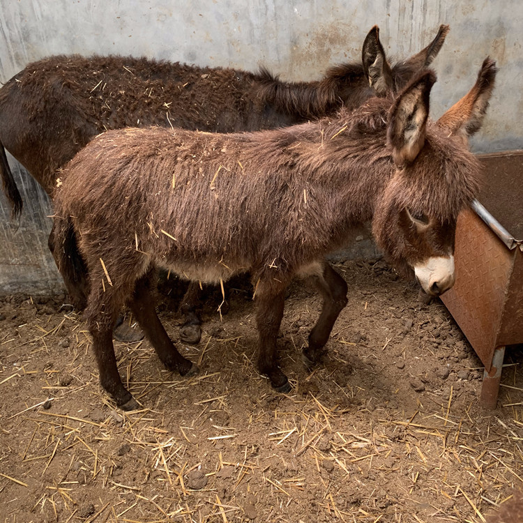 出售宠物驴价格活体迷你宠物驴骑乘小驴价格长不大的宠物驴