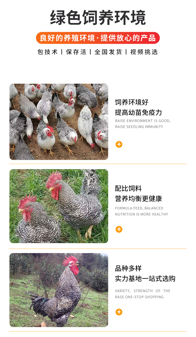 【芦花鸡鸡苗价格养殖场出售散养芦花鸡下蛋种鸡受精蛋价格价格低