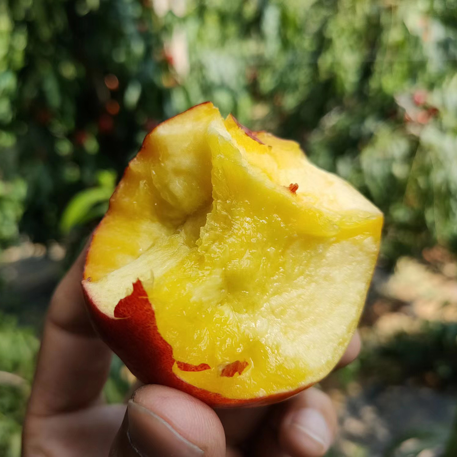 沂蒙山麻点红油桃 3斤 5斤