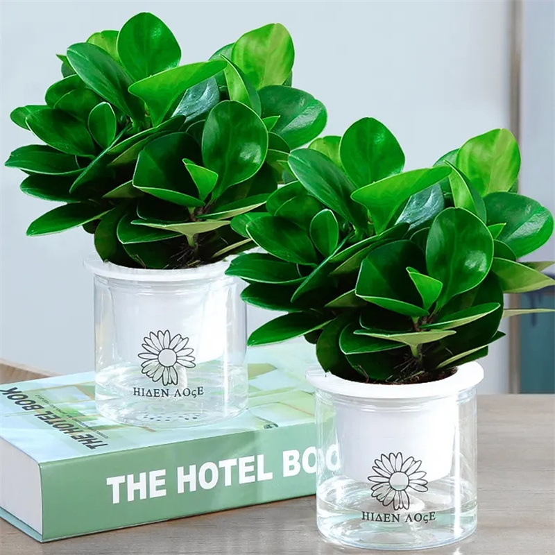 豆瓣绿盆栽碧玉绿萝水培文竹花卉吸烟绿植办公室内新房防辐射甲醛