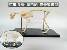 猫全身骨骼模型高仿真猫骨骼标本动物骨架带底座宠物医院兽医用具