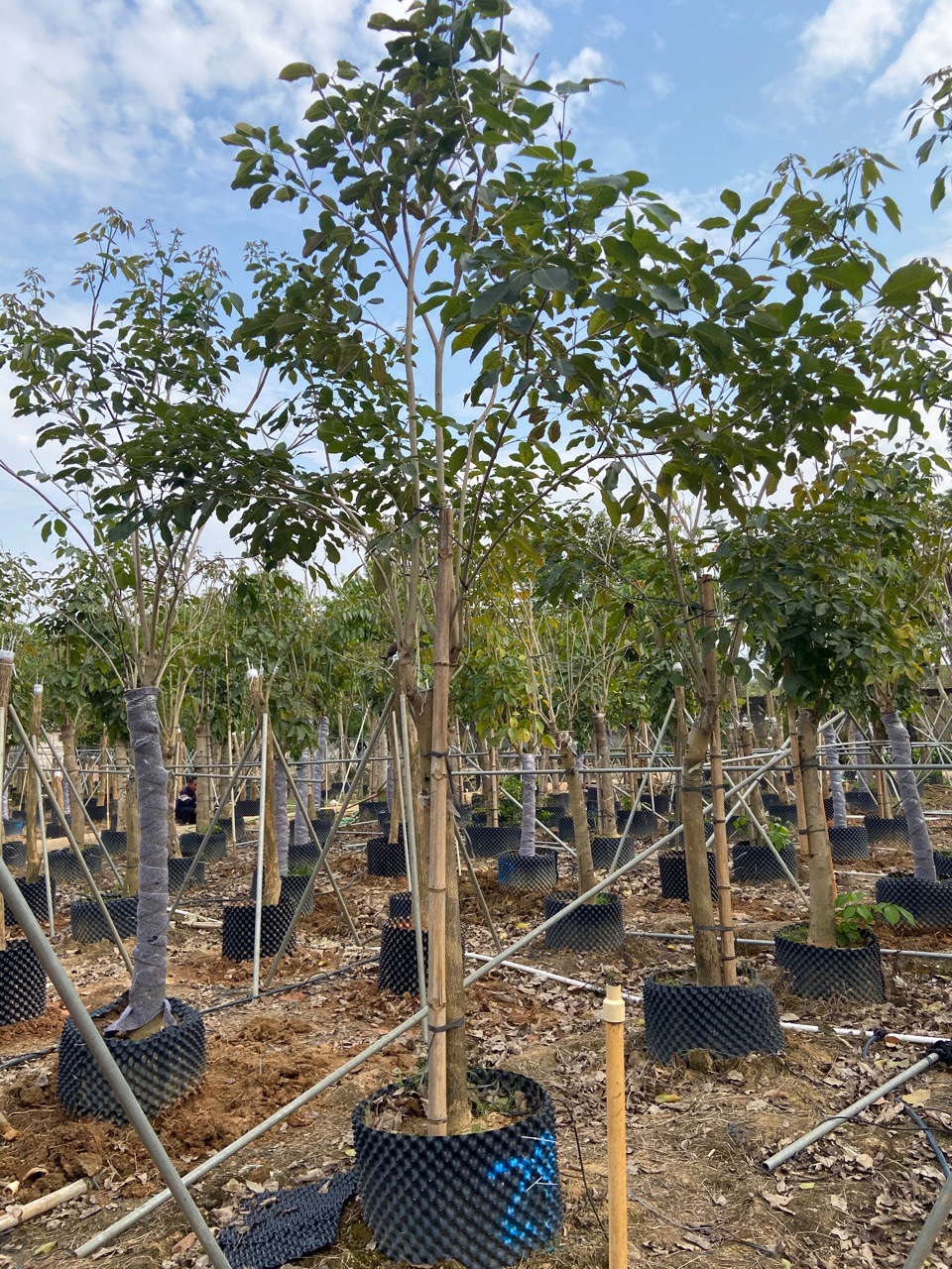 紫花风铃木 绣球多花风铃木 庭院景观苗木 广东风铃木基地直供