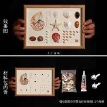 天然贝壳海螺diy材料包标本挂画手工材料相框制作家居创意装饰品