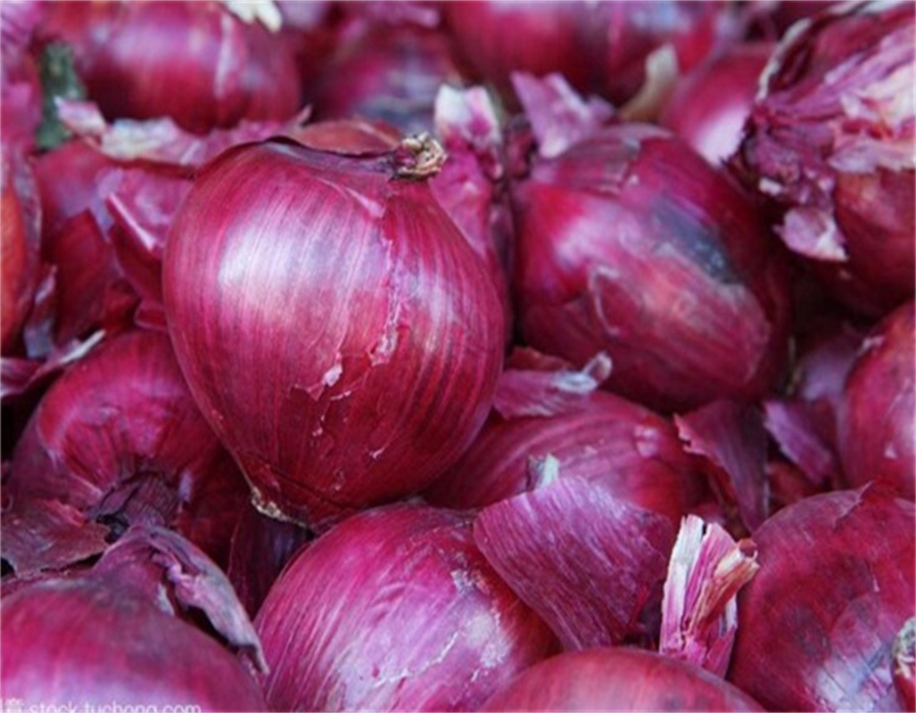 冷冻保鲜紫皮洋葱 厂家批发 餐厅酒店调味辛辣蔬菜 洋葱丝洋葱丁