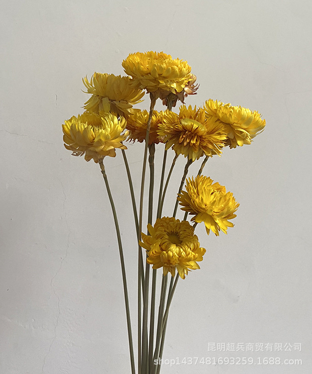 【带杆子麦杆菊】组合干花 麦杆菊 小邹菊 家居装饰摆设 花束礼品