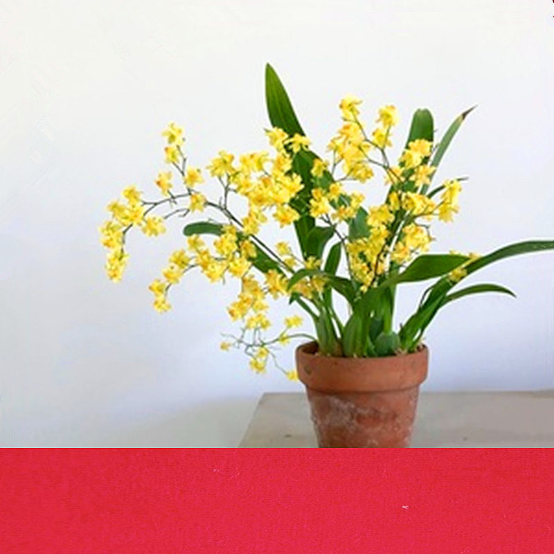 超香文心兰梦香兰花盆栽带花苞浓香 跳舞兰香水兰花苗 育苗盆发货