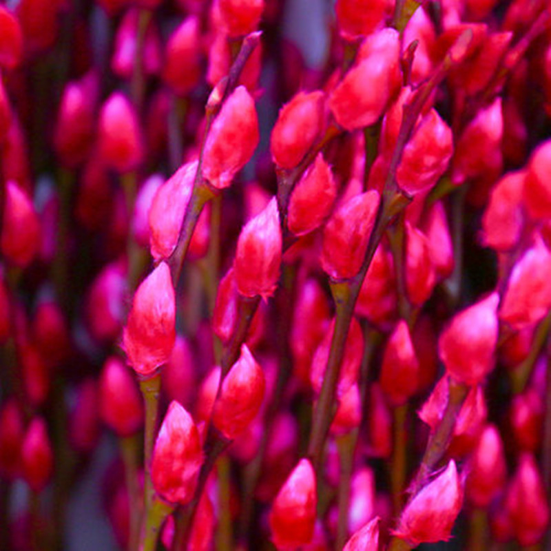 银柳真花鲜枝年宵花卉红色银柳干花雪柳水培植物耐寒易活绿植盆栽