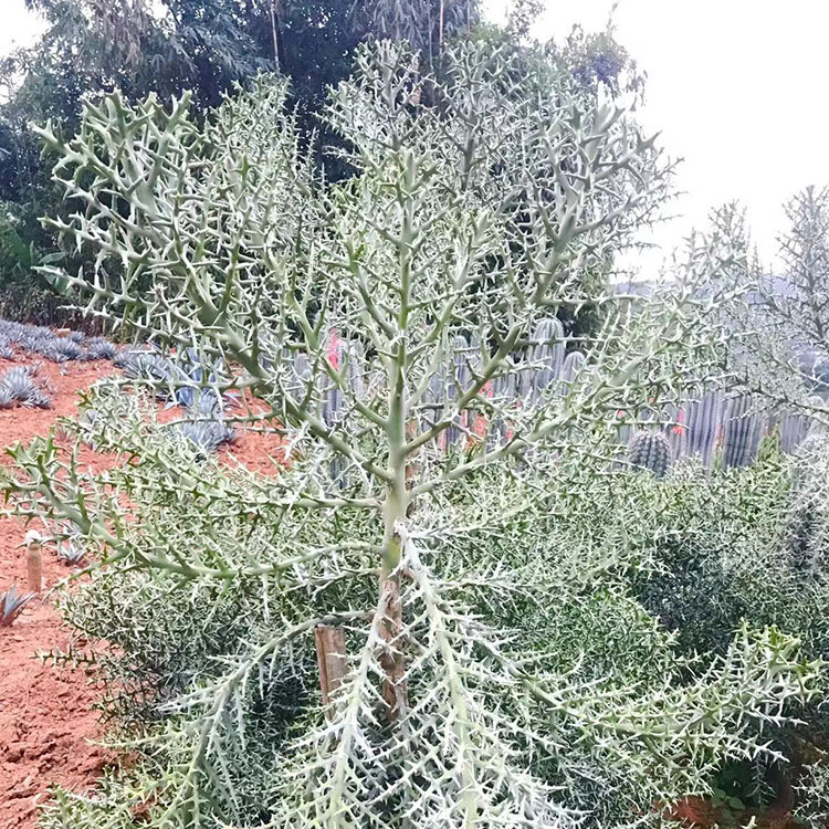 银角麒麟 银色灌木银角珊瑚大戟科仙人掌 多肉植物景观绿植仙人掌