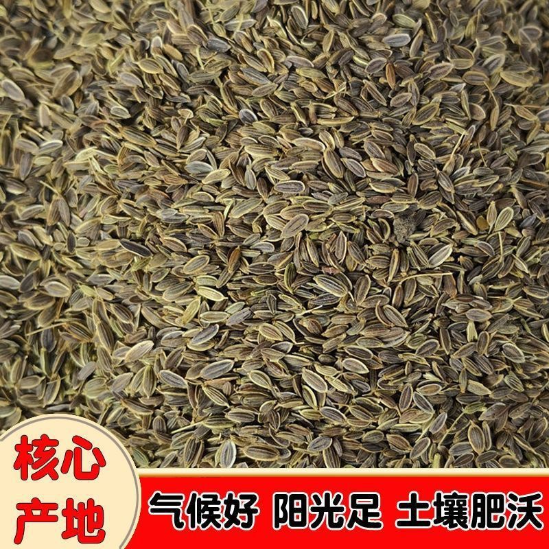 正宗千里香颗粒十里香七里香万里非莳萝籽卤料香料-阿里巴巴