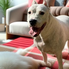 纯种杜高幼犬活体猎犬双血统巨型杜高犬狩猎犬宠物犬幼崽小狗活物