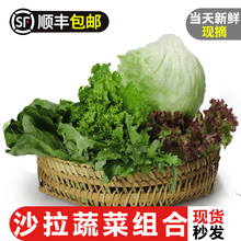 新鲜蔬菜沙拉组合3斤装球生菜苦菊红叶等健身轻食沙拉菜西餐食材