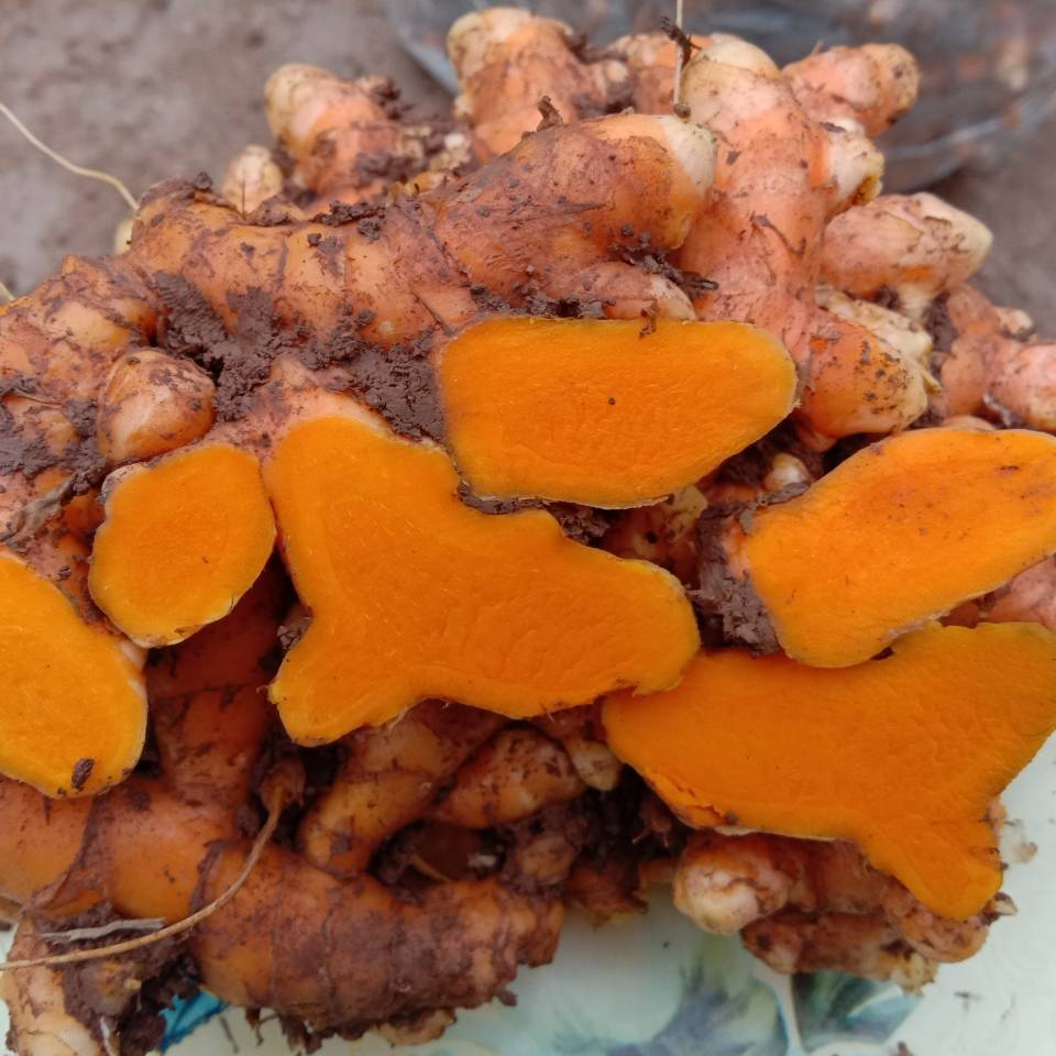 四川新鲜小黄姜 姜黄 郁金月子姜泰式料理咖喱红姜五色糯米饭染料