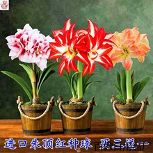 朱顶红鲜花盆栽适合室内家养花卉植物奔客厅放什么绿植好种球多色