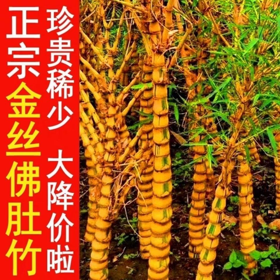 葫芦竹金丝佛肚竹小琴丝竹日本红竹红寒竹红观音竹朱竹簕竹盆景