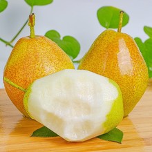安徽正宗砀山酥梨10斤梨子新鲜水果应当季整箱特产香梨脆雪梨