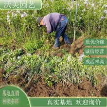 丁香 园林绿化优选用苗 公园小区庭院工程观赏种植 品种齐全