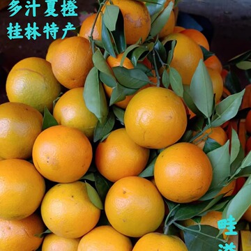 ly广西桂林新鲜夏橙当季阳朔夏橙5斤9斤大果现摘现发多汁手剥橙夏