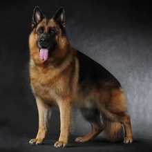 香港澳门发货黑白陨石边境牧羊犬幼崽活体中大型犬宠物德牧狗幼犬