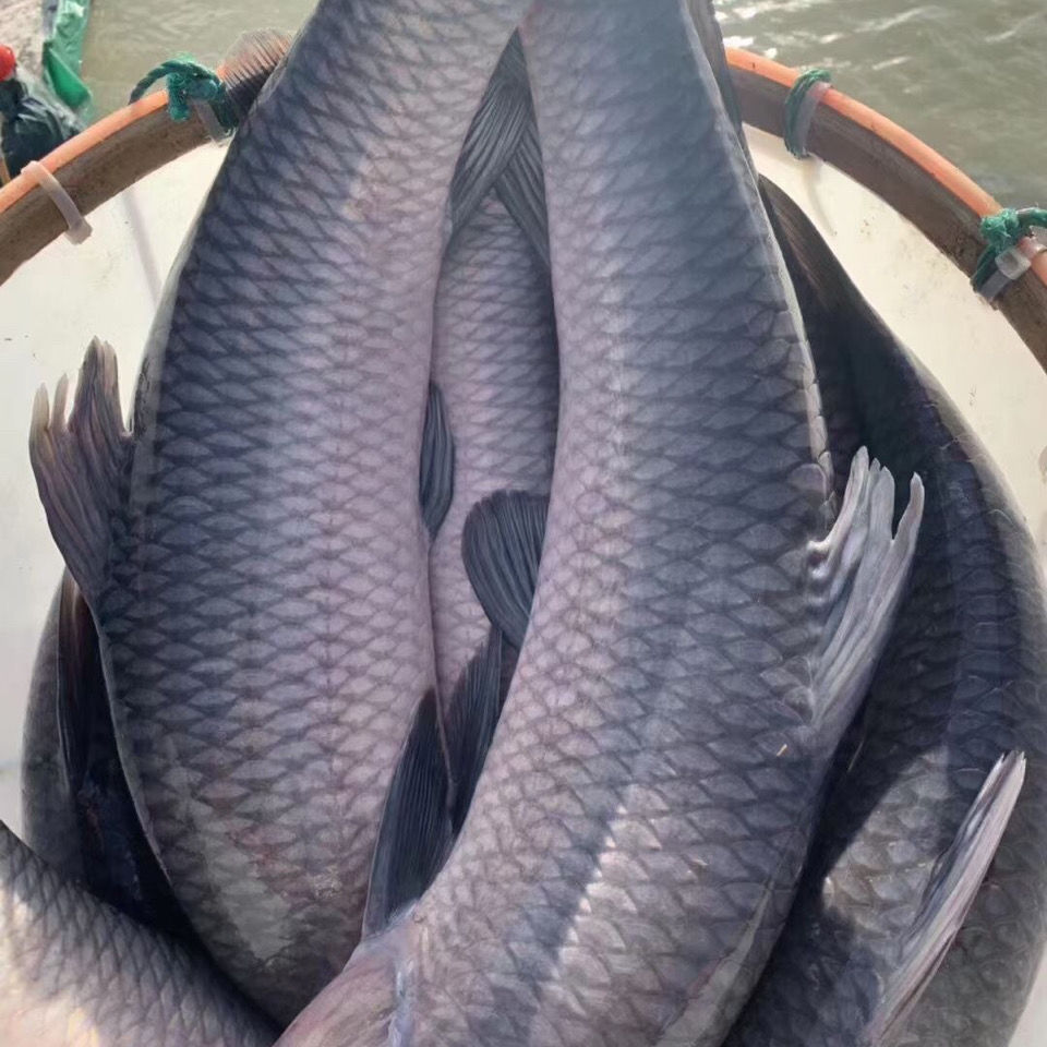 16成交9件优质螺蛳青鱼苗大快型皖鱼苗草鱼苗鲫鱼苗花鲢鱼四大家