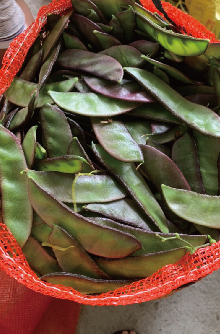 常丰紫边大扁豆种子四季庭院可播红眉豆种籽高抗肉厚嫩脆扁豆菜籽