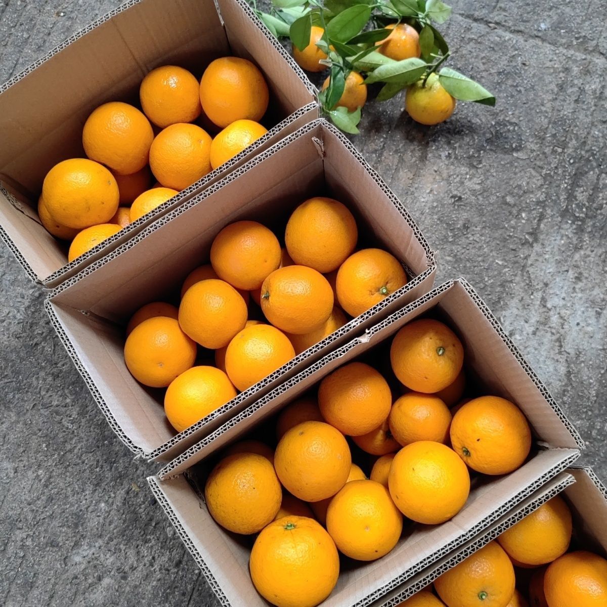 广西桂林阳朔夏橙,9斤精品装打包发货中夏橙,现摘现卖,皮薄汁多