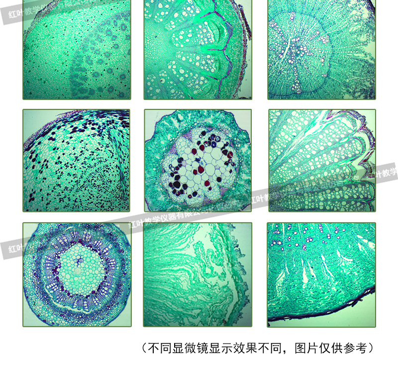 酸枣茎横切 组织细胞切片 教学用植物类标本切片