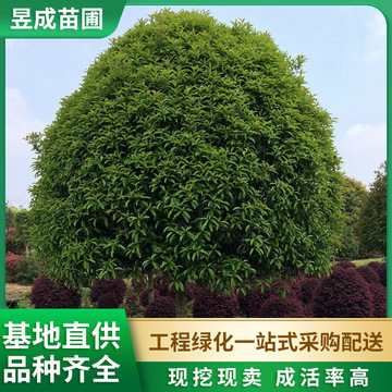 桂花树精品高杆大规格桂花树苗圃带土球园林绿化工程四季桂花树