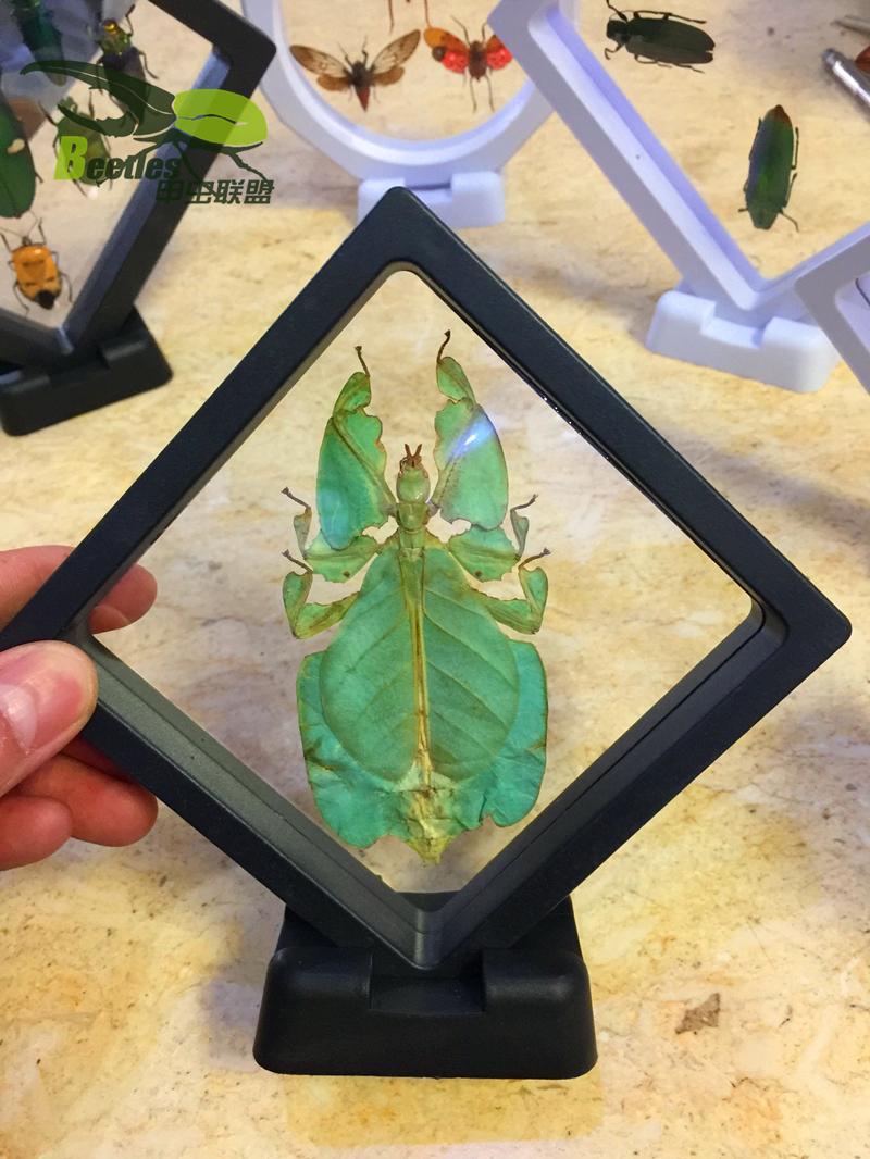批发蝴蝶标本真昆虫标本框立体展示生日礼品首饰教学艺术品摆设品