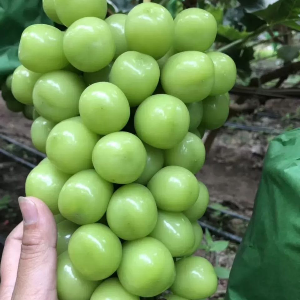 绿无籽提子-绿无籽提子厂家,品牌,图片,热帖-阿里巴巴