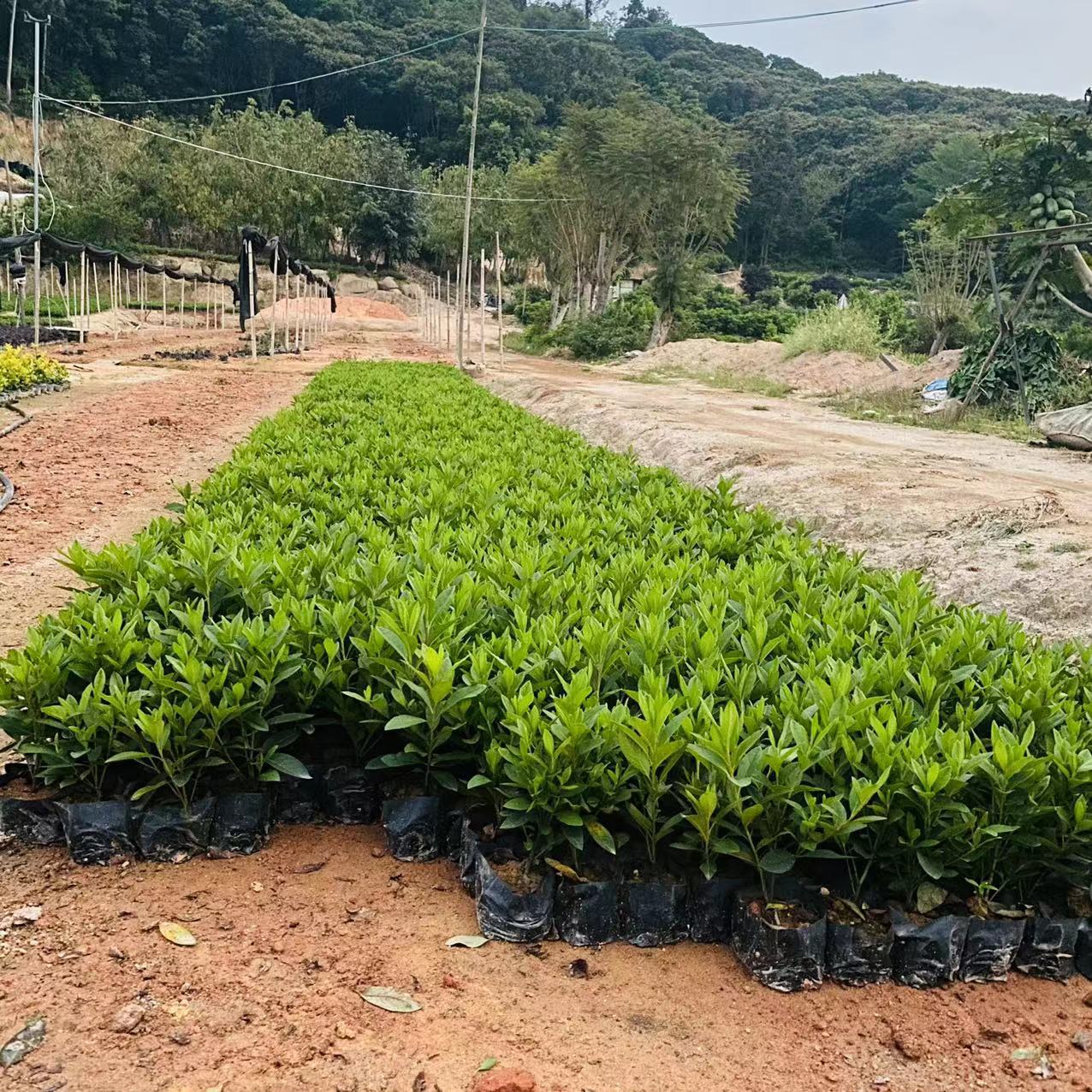 【毛杜鹃】袋苗小苗批发 毛鹃漳州基地直供 园林绿化苗木报价