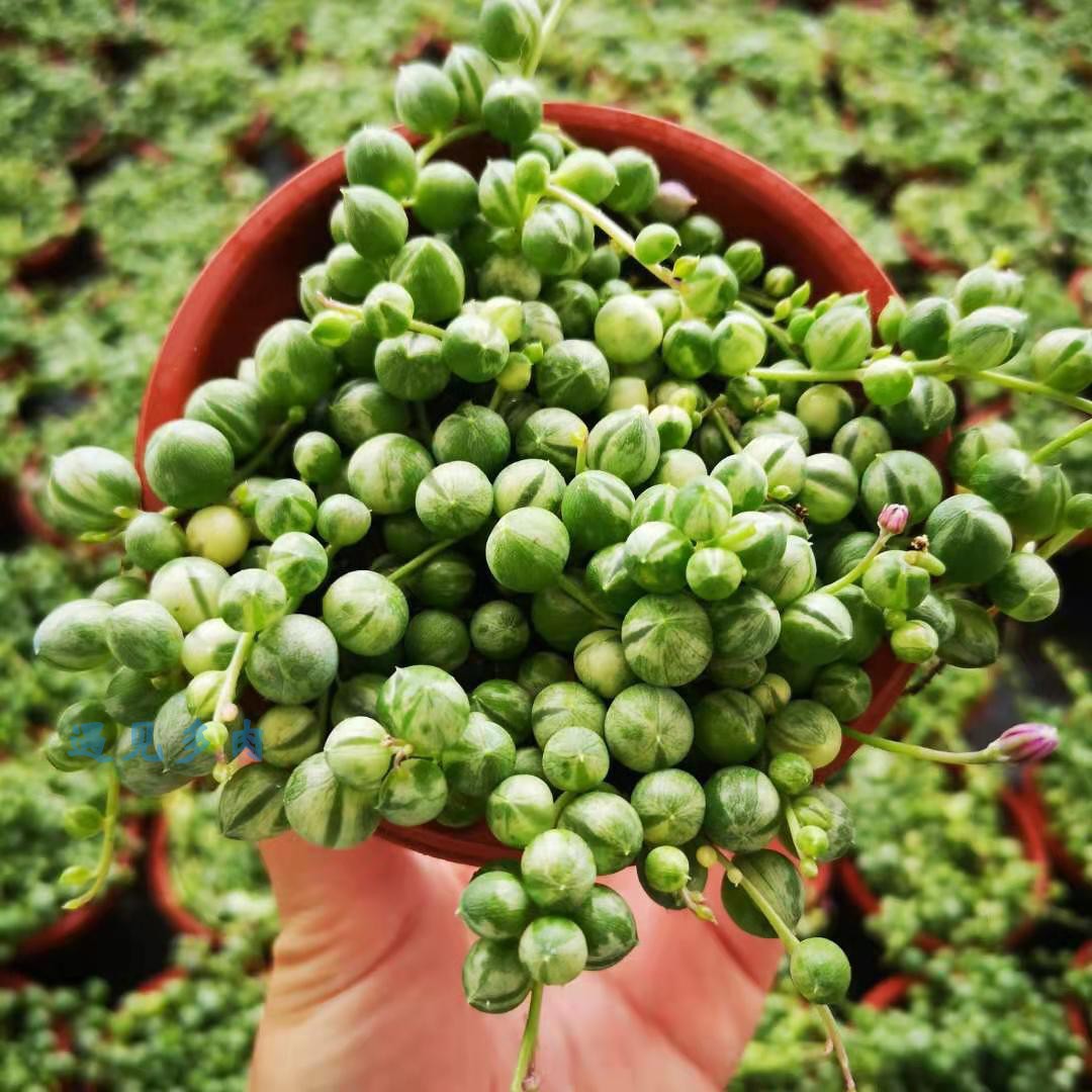 佛珠锦 9cm盆实拍 多肉植物基地直销量大从优