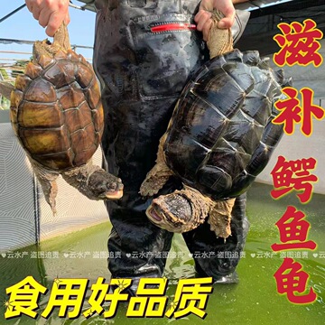 北美鳄龟活物食用人工养殖煲汤红烧观赏鳄龟大鳄食用鳄鱼龟活物