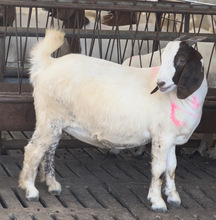 纯种波尔山羊羊羔活体波尔山羊小羊苗批发价格波尔山羊种公羊