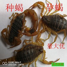 全蝎活蝎子煲汤入药油炸泡酒药蝎子活体用活蝎子孕蝎蝎苗全虫包邮