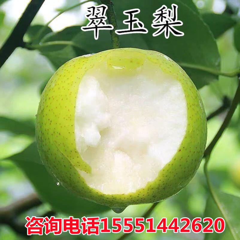 早熟梨新品种翠玉梨 518梨树苗 嫁接梨苗 翡翠梨树苗当年结果树苗