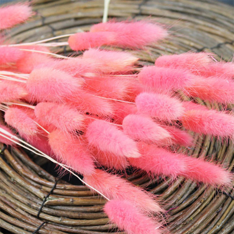 兔尾草60支 干花花束 彩色狗尾巴草 场景搭配 家居装饰 云南批发