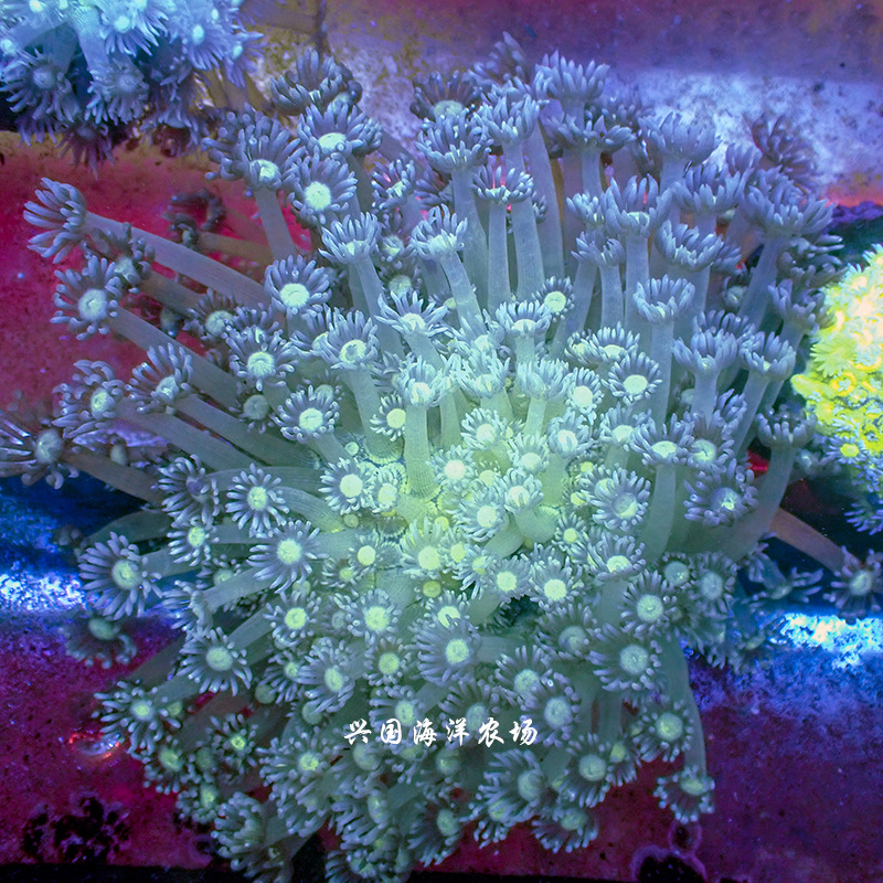 图选宝石花珊瑚 万花筒海水鱼珊瑚圆帽带骨骼小丑快递发货包活