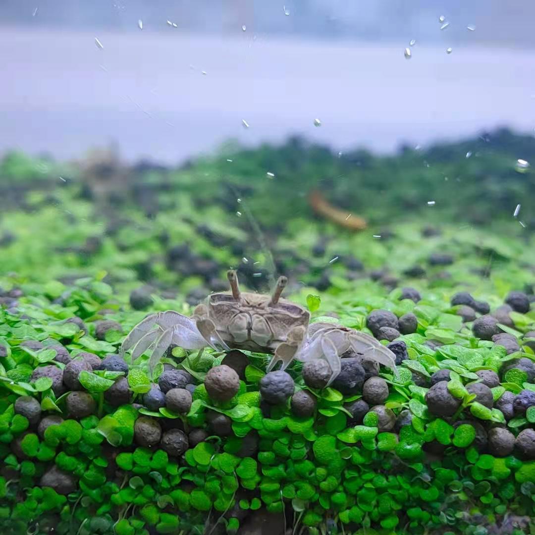 辣椒蟹活体螃蟹迷你观赏蟹淡水深水观赏蟹,可鱼虾混养水族箱宠物