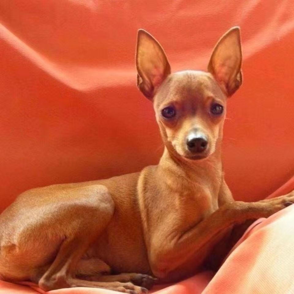 纯种小鹿犬幼犬活物宠物狗小型犬家养小鹿犬活体犬狗长不大不掉毛