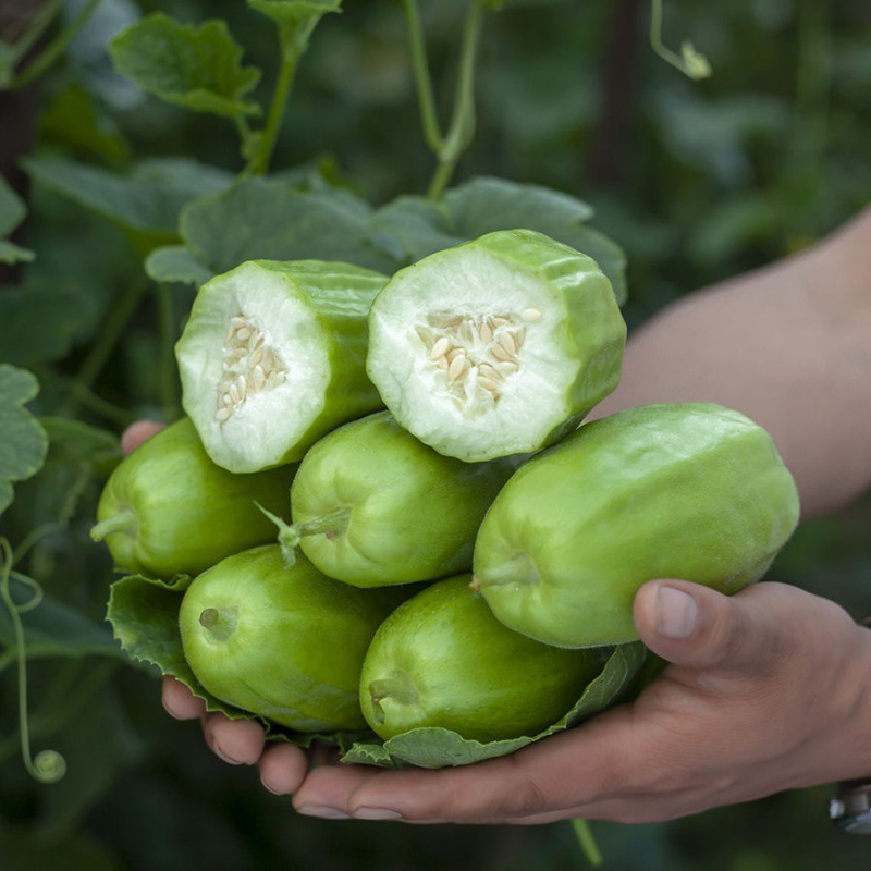河北菜瓜脆瓜水果新鲜现摘孕妇老人生吃无糖烧瓜八棱脆非玉女甜瓜