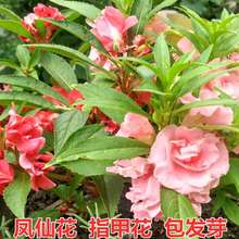 凤仙花种子茶花凤仙种子草花庭院花园四季种植指甲花种子易活